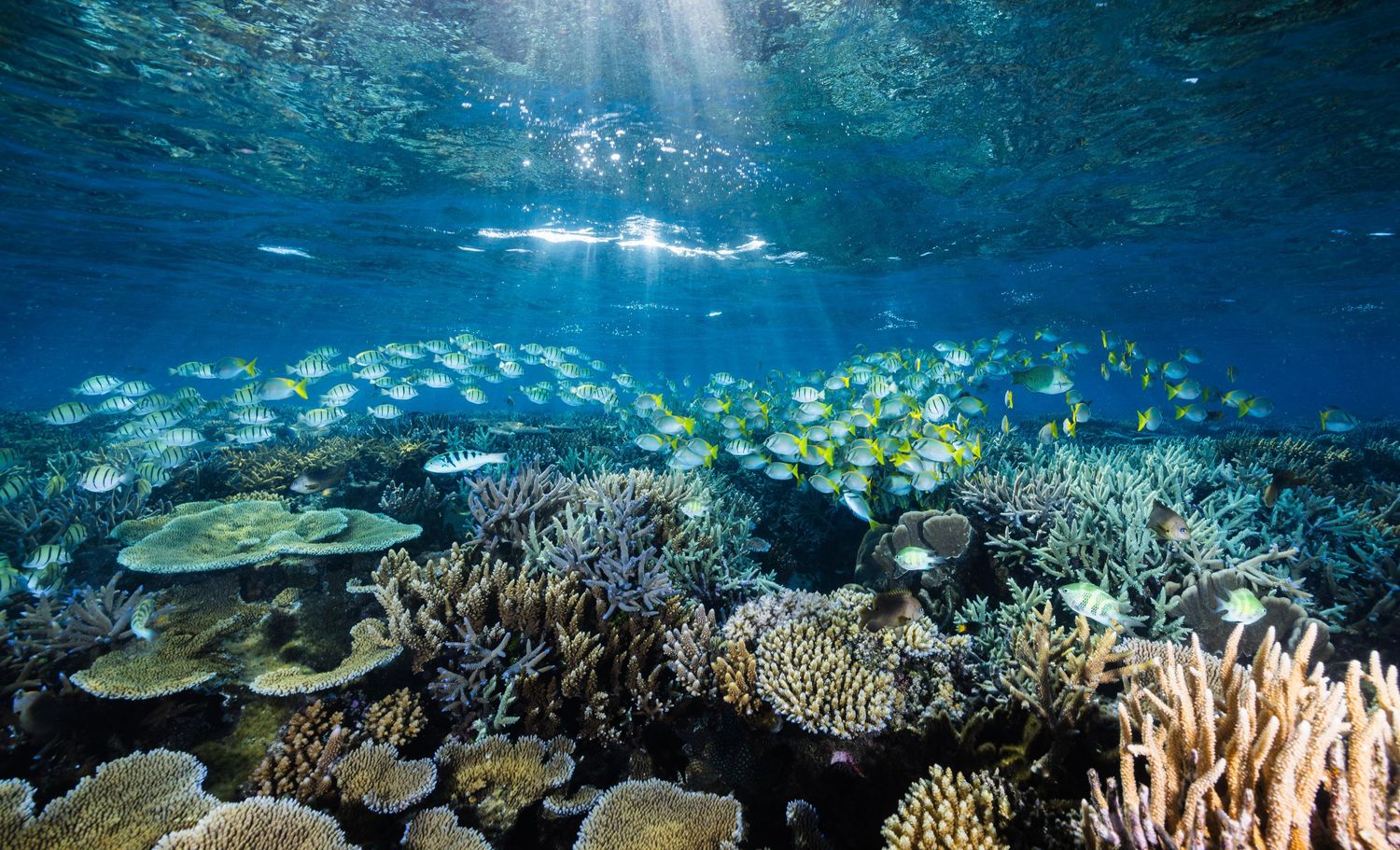 Large school of yellow fish swim above vibrant coral reef in clear blue tropical waters with sunlight streaming down.