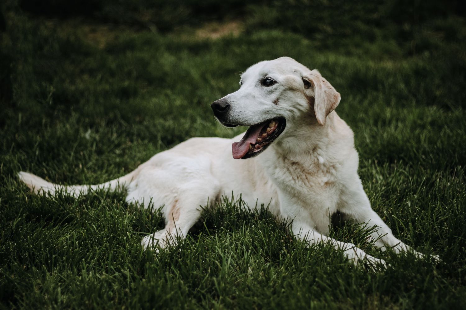 White dog lying in green grass during outdoor photography session. Pet photography