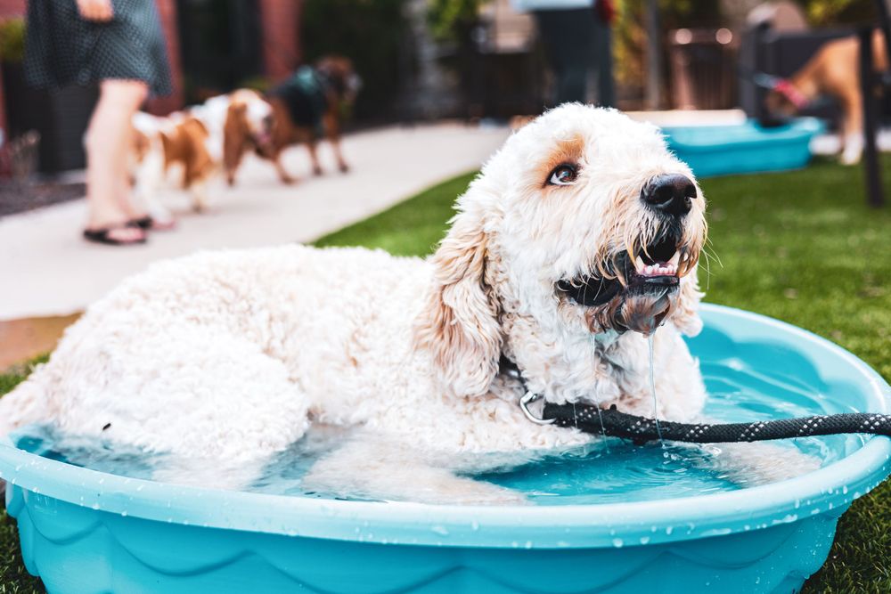 Happy white fluffy dog cooling off in blue kiddie pool during summer.