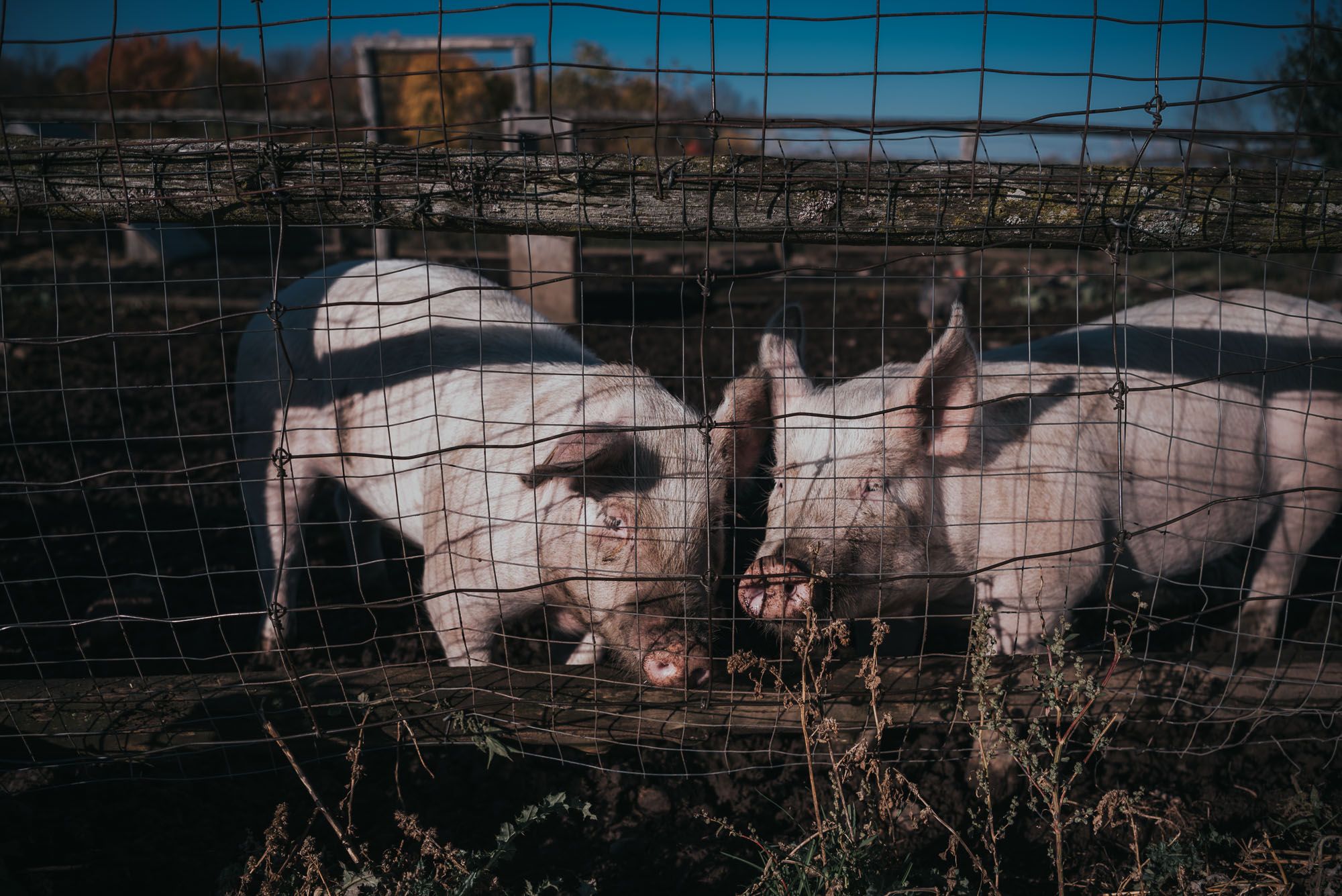 A group of pigs in their pen.