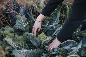 Freshly grown farm vegetables