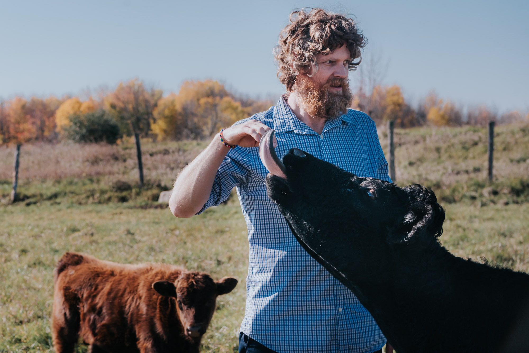 A man with a beard is being licked by his cow.