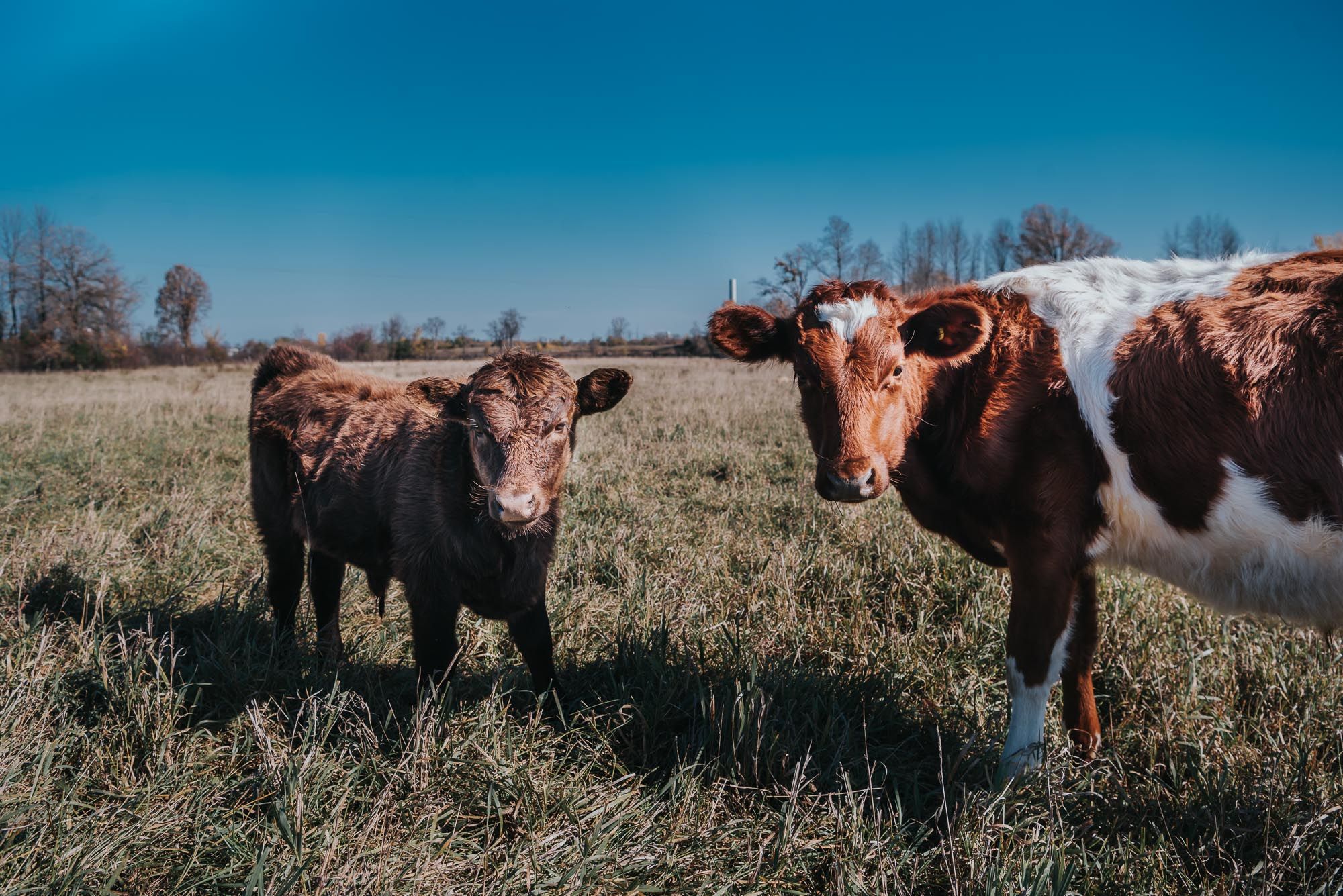 2 Cows look at the camera
