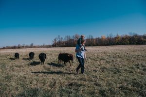 A man with his young son on his shoulders walks and is followed by a group of cows.
