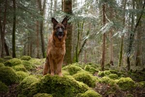 Chien berger allemand debout sur des rochers de mousse dans la forêt