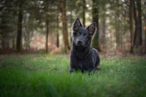 Chien altdeutscher schäferhund gris bleu couché dans les bois