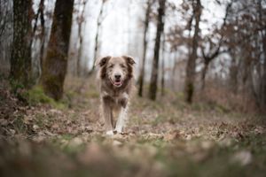 Chien border collie lilac debout dans la forêt