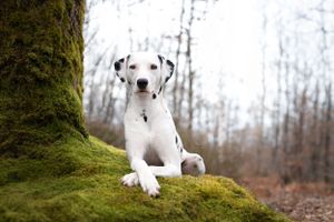 Chien dalmatien couché sur une racine d'arbre couverte de mousse