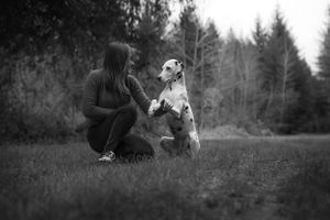 Chien dalmatien et jeune femme assis l'un en face de l'autre