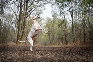 Chien dalmatien foie sur ses pattes arrières dans la forêt