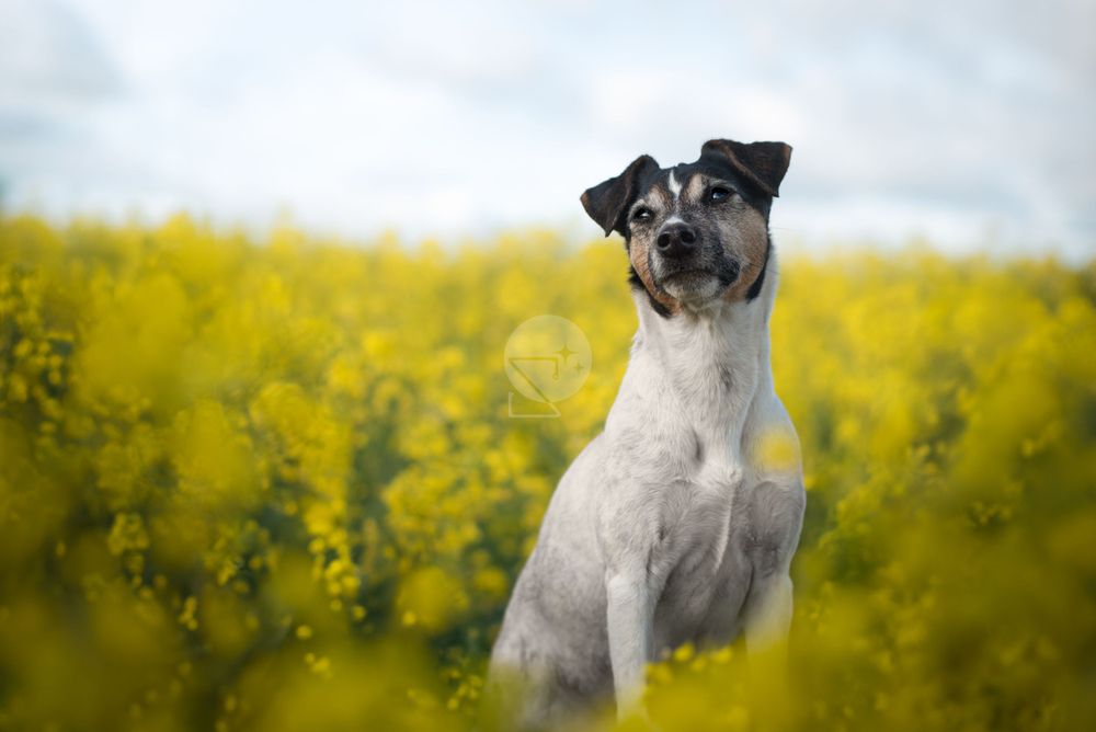 chien jack russel assi dans un champs de colza