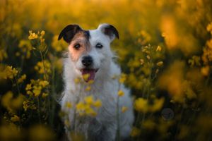 Chien croisé jack russel dans un champs de colza au couché de soleil