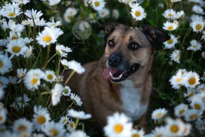Chien croisé dans un champs de marguerites
