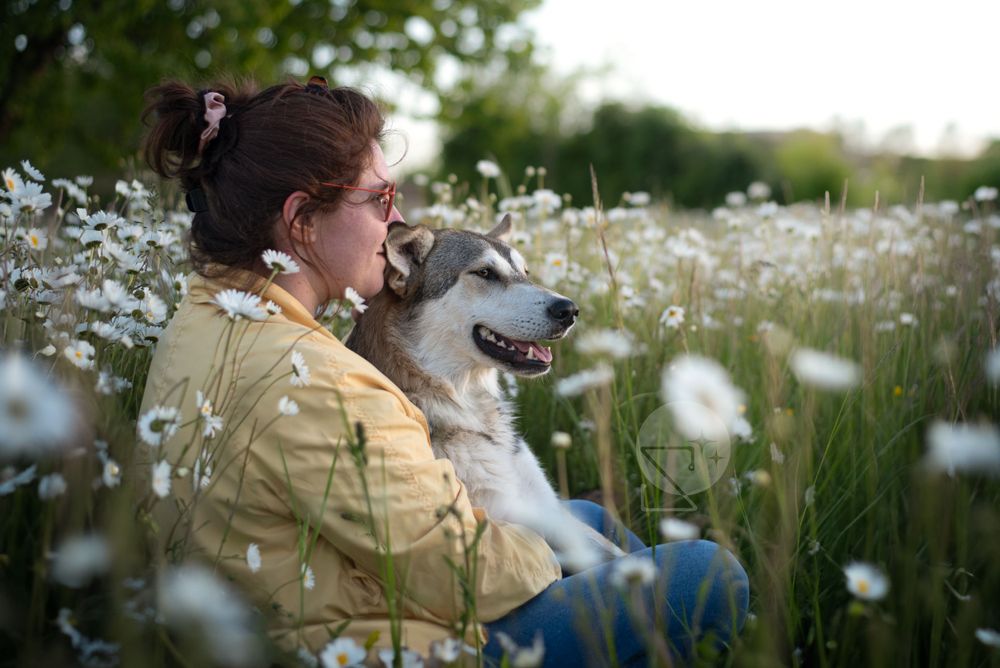 Chien husky chien loup qui fait câlin à une jeune femme dans un champs de marguerites