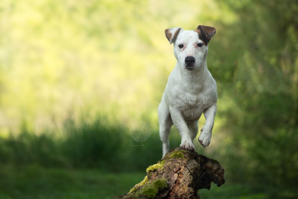 Chien jack russel debout sur une souche d'arbre