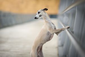 Chien whippet crème dans un environnement urbain