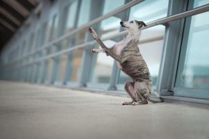 Chien whippet gris tigré et blanc qui fait le beau dans un environnement urbain