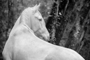 Cheval lusitanien cremello en noir et blanc
