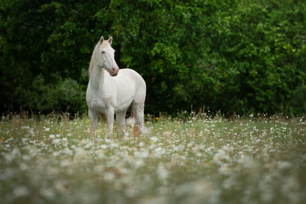cheval lusitanien cremello blanc debout dans un champs de marguerites