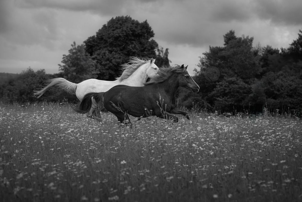 Cheval lusitanien cremello et poney français de selle azelan qui courent dans un champs de marguerites