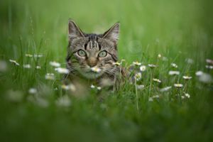 Chat tigré yeux verts couché dans l'herbe