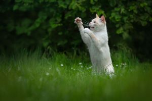 Chat red point qui joue dans l'herbe