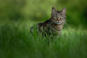 Chat tigré yeux verts assis dans l'herbe