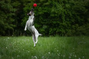Chien jack russel qui saute dans l'herbe pour attraper sa balle