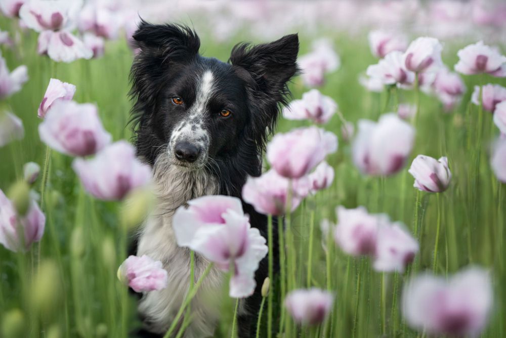 Chien border collie noir et blanc dans un champs de pavots