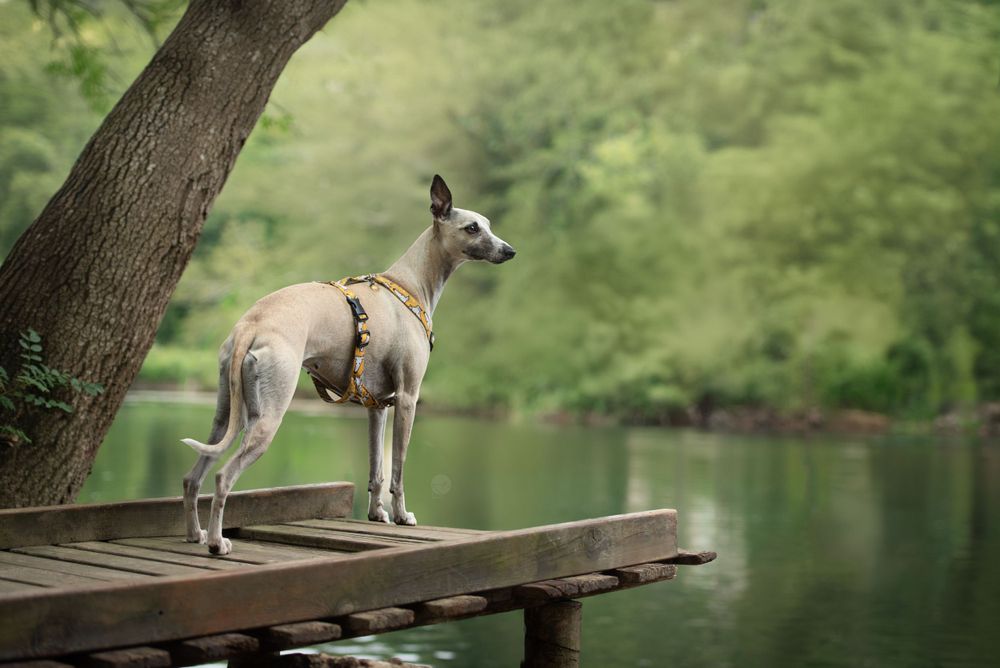 Whippet crème debout sur un ponton de bois au bord de l'eau regardant l'horizon