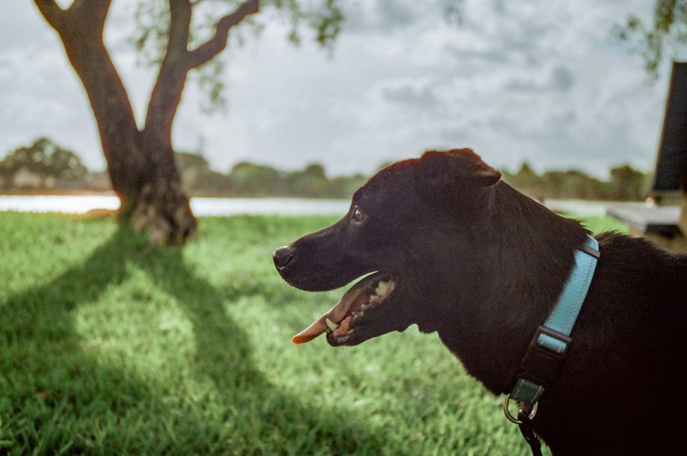 Black dog with blue collar looking to the side in a grassy field on a cloudy day.