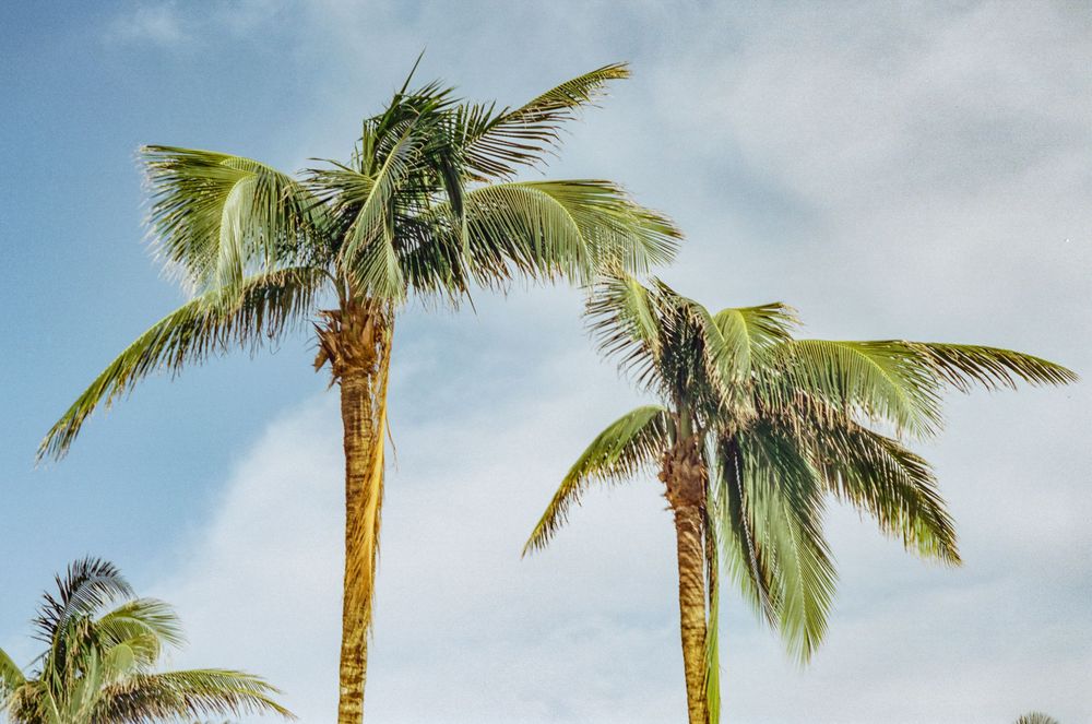 Tall palm trees sway against a bright blue sky with wispy clouds.