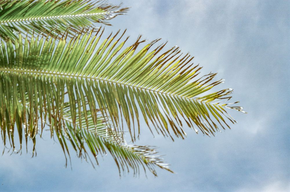 Palm frond silhouetted against a bright blue sky with soft white clouds.