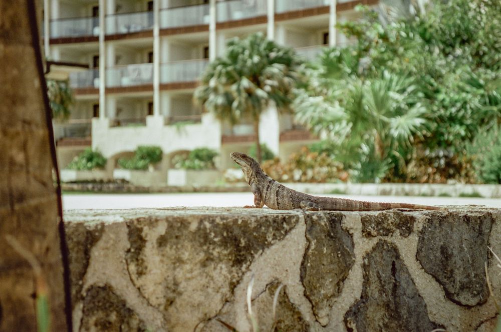 A small lizard rests on a decorative stone wall with tropical foliage in the background.