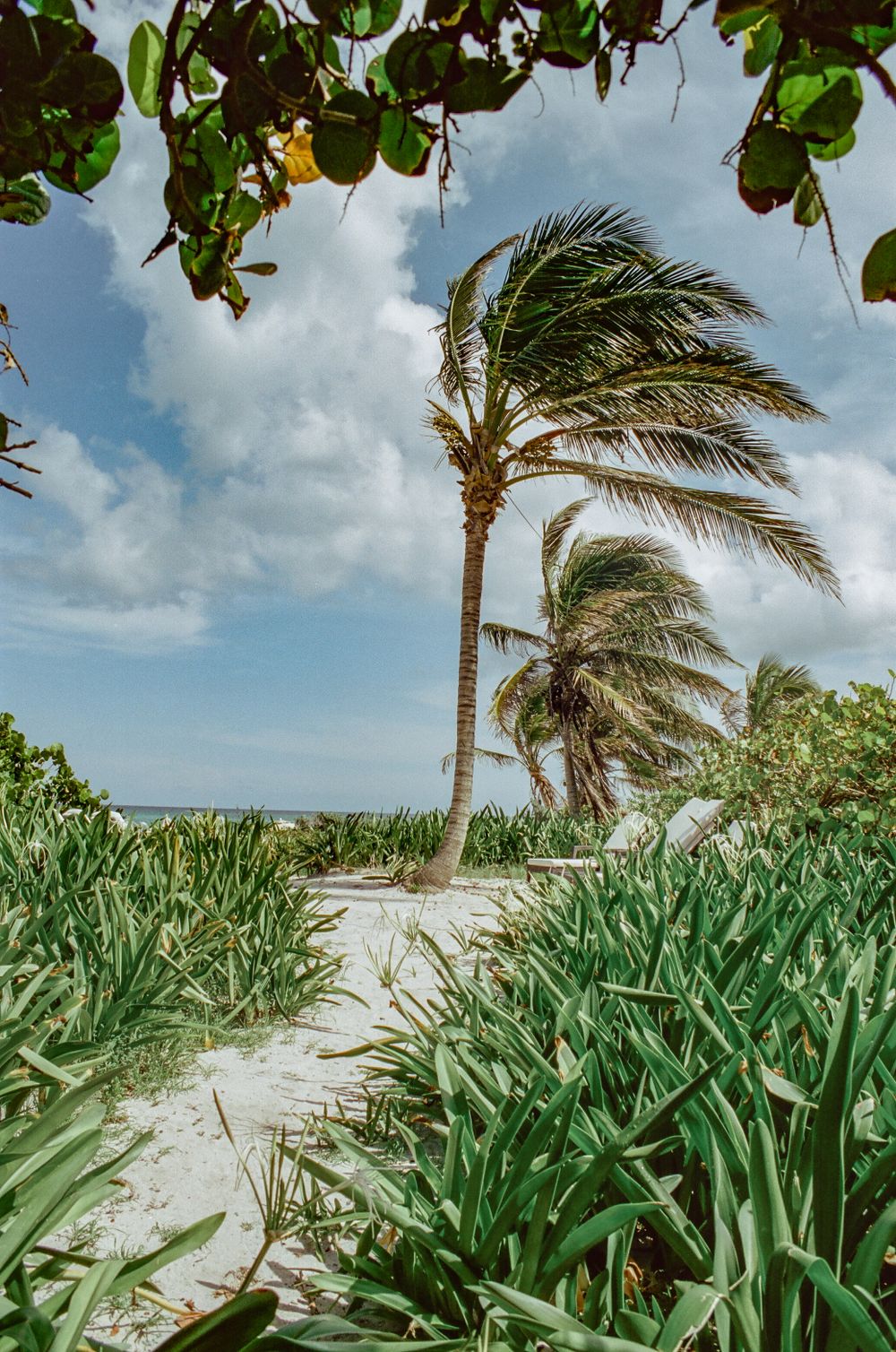 Palm trees and lush green plants line a sandy path leading to the beach on a sunny day.