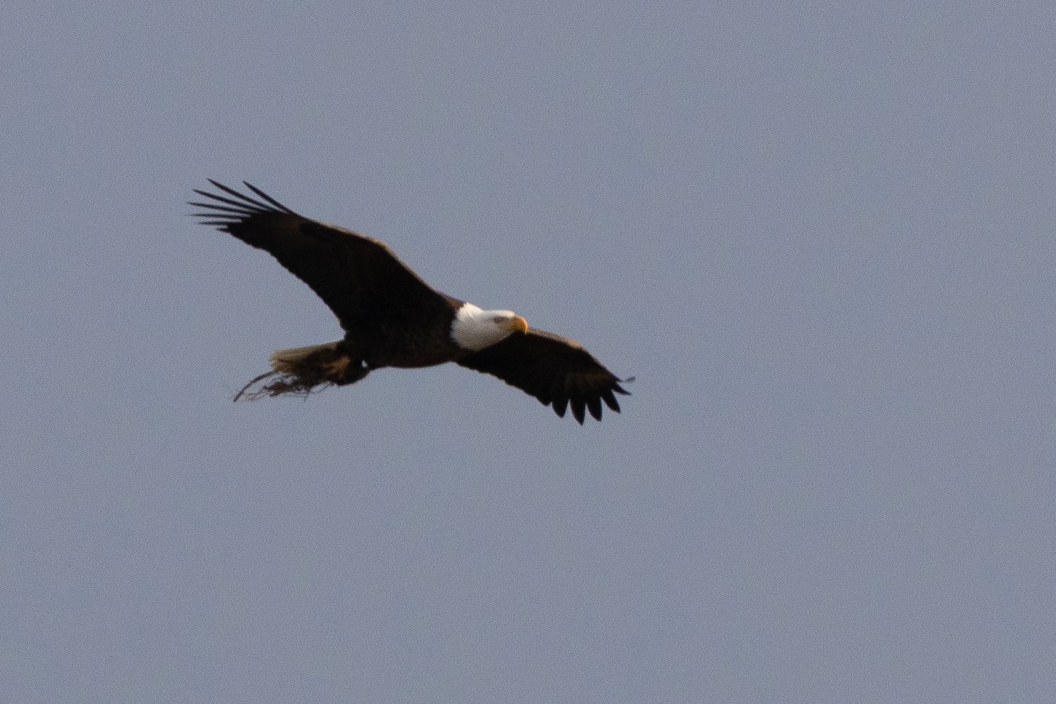 A bald eagle soars through a clear blue sky with wings fully extended.