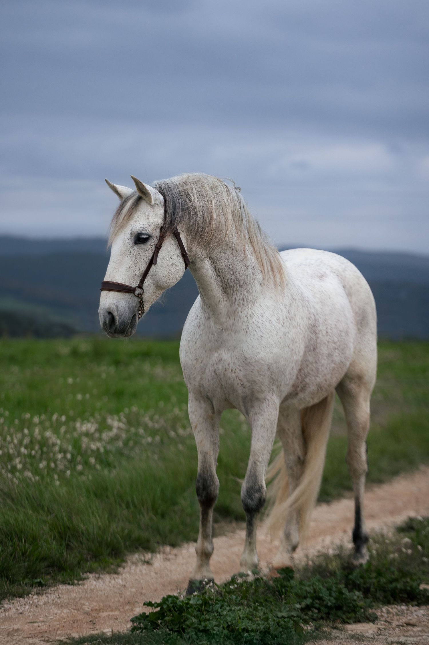 A majestic white horse with grey mane stands on a dirt path against rolling hills and moody sky in the background.