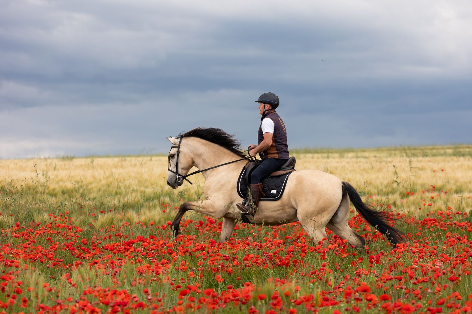 Person riding a light-colored horse through a vibrant red poppy field under a dramatic cloudy sky.