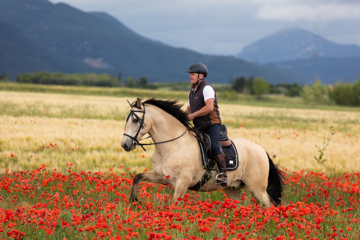 A rider on a palomino horse gallops through a vibrant red poppy field with mountains in the background.