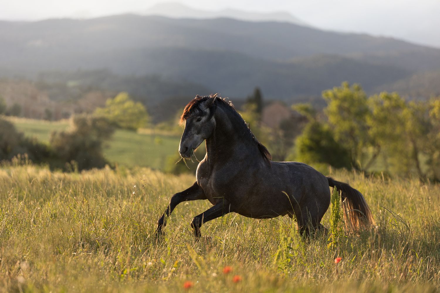 hestefoto hest, horse, equine, equinephotography Spain, Catalonia,