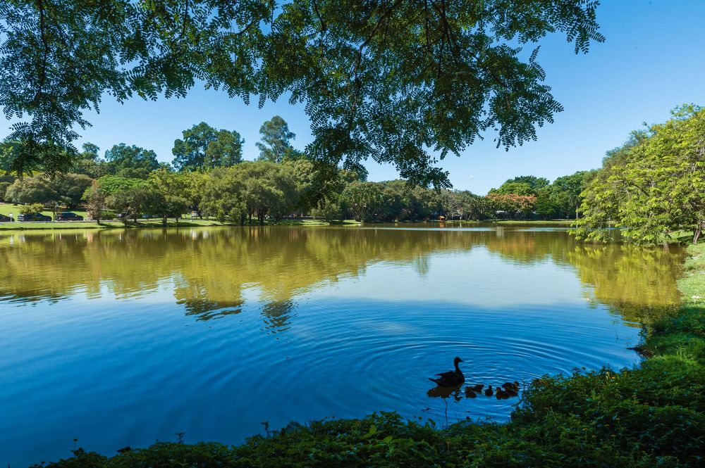 Serene lake reflecting blue sky and lush green trees, with ducks swimming peacefully in a sunlit park.