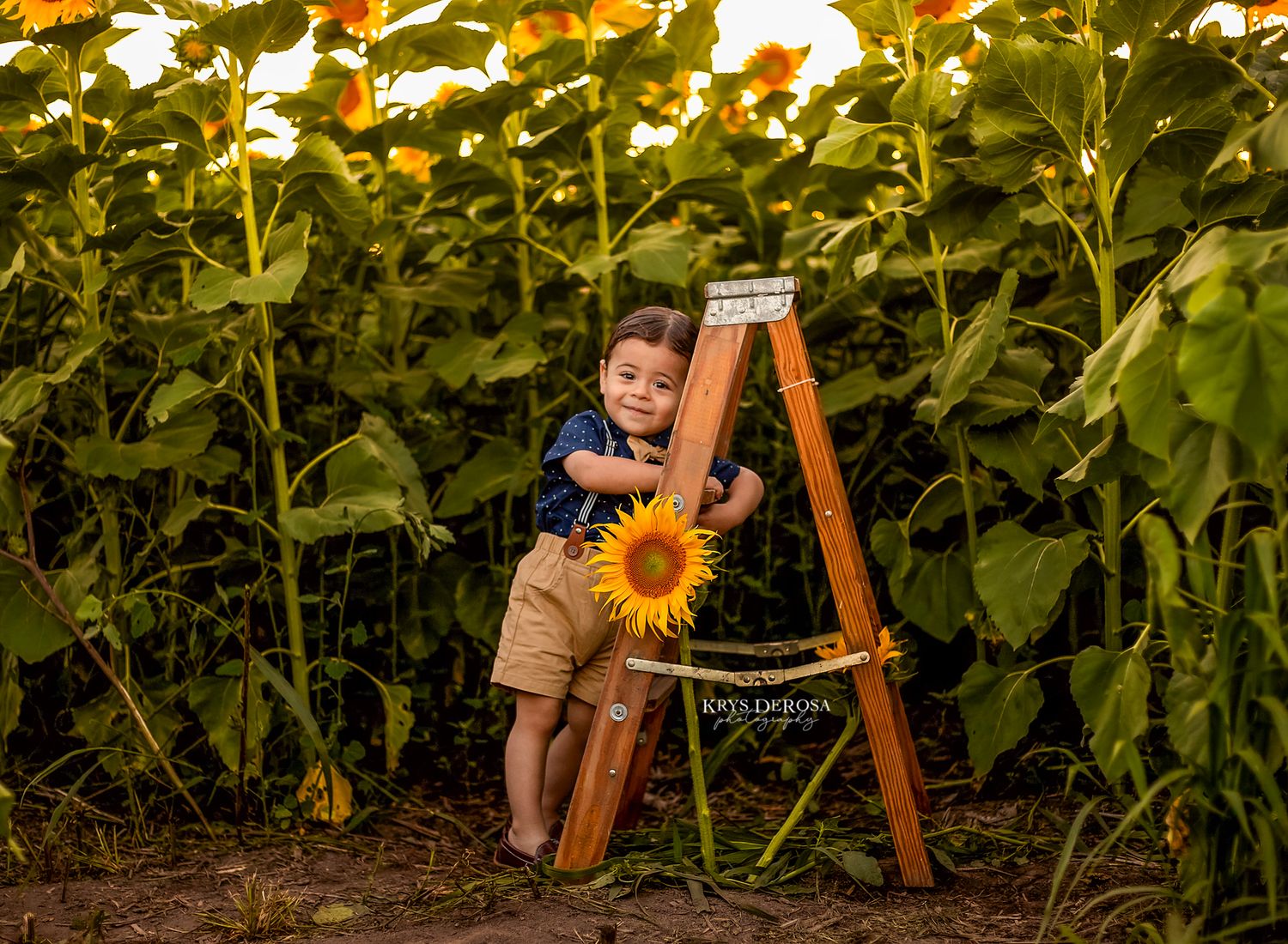 Young boy holding a sunflower beside a wooden ladder in a vibrant sunflower field.