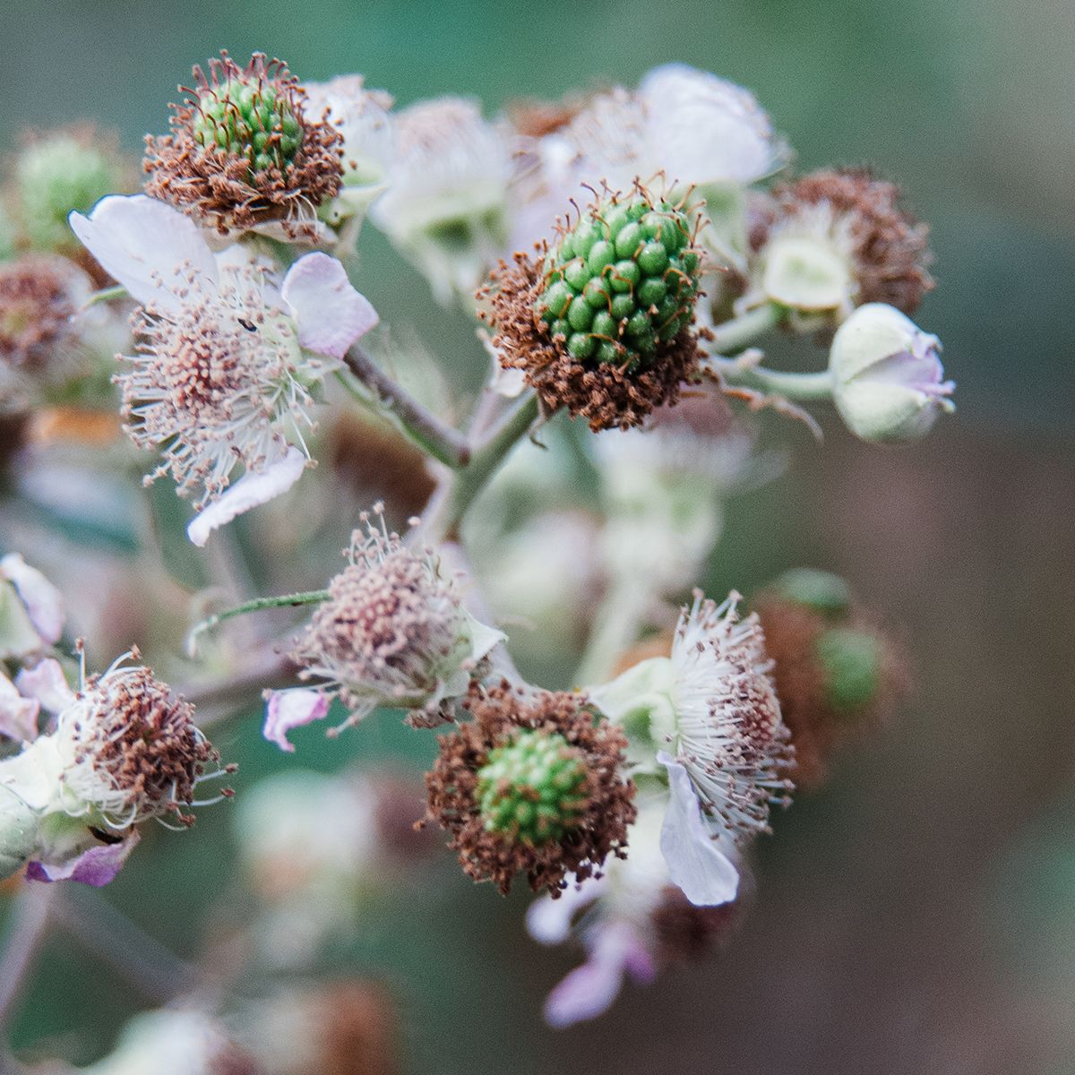 Close-up of wild blackberry plant showing small green unripe berries and dried white flowers in soft focus background.