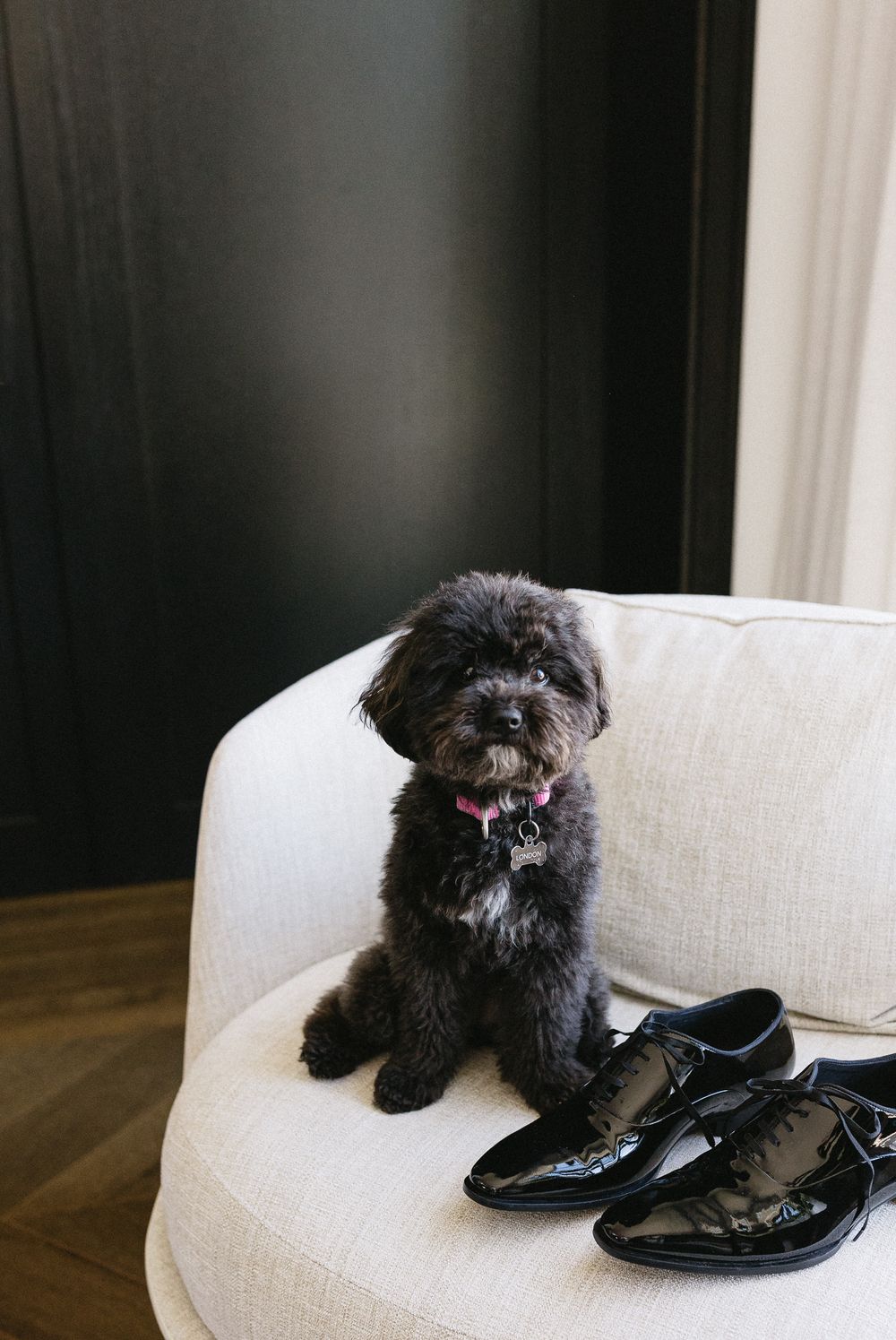 Small black poodle mix sitting on cream chair beside shiny patent leather dress shoes.