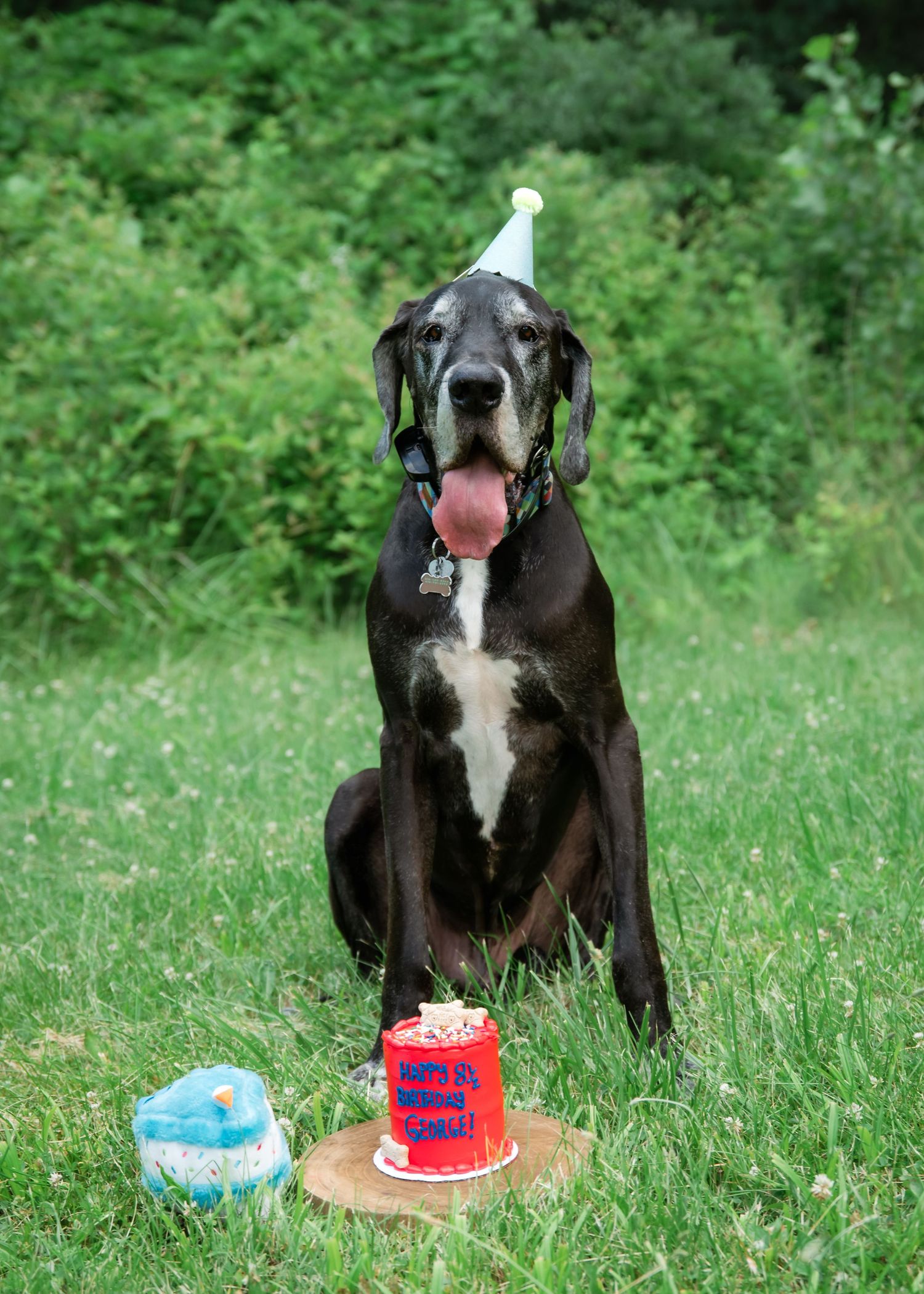 A Great Dane wearing a party hat sits on grass beside a red birthday cake with tongue out.