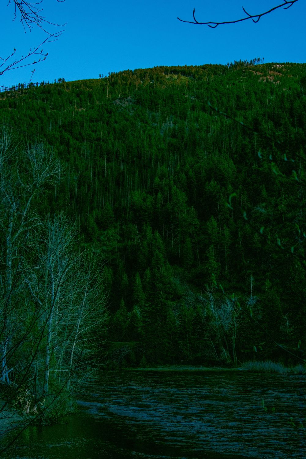 Dense evergreen forest covers a hillside above a dark river at dusk in a mountain wilderness.
