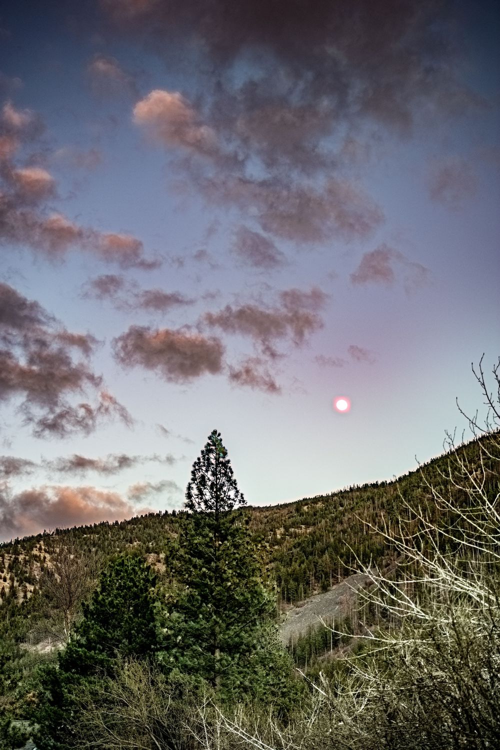 Lone pine tree on hillside at dusk with full moon rising through dramatic cloudy sky.