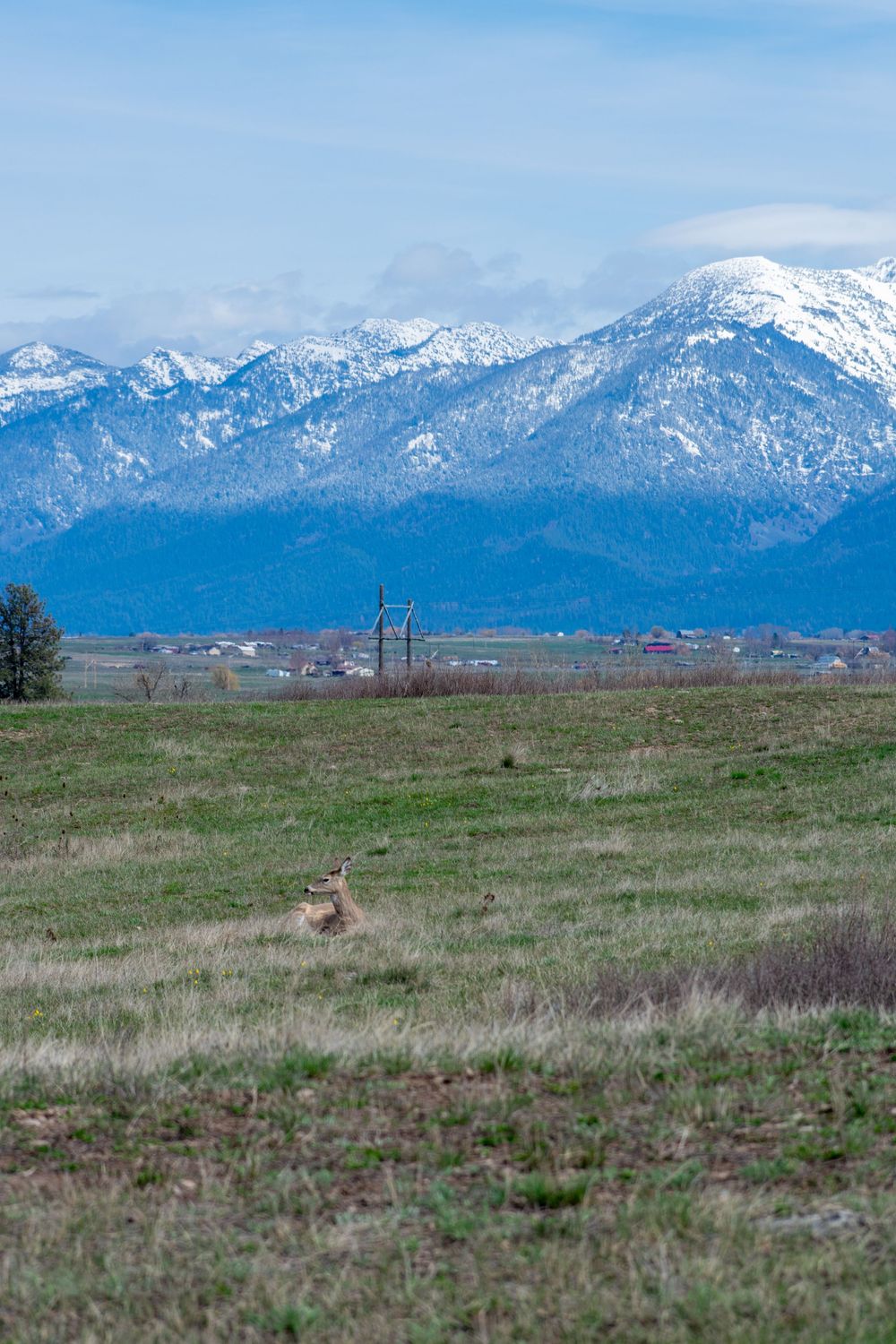 A deer rests in a green meadow with snow-capped mountains and a small town visible in the background.
