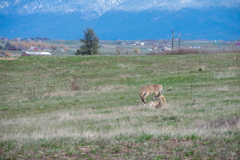 Two deer graze in an open green meadow with mountains and a rural farm visible in the background.