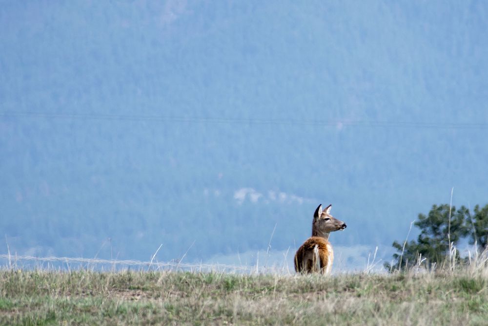 A lone pronghorn antelope stands alert on a grassy hilltop with blue mountain ranges behind it.